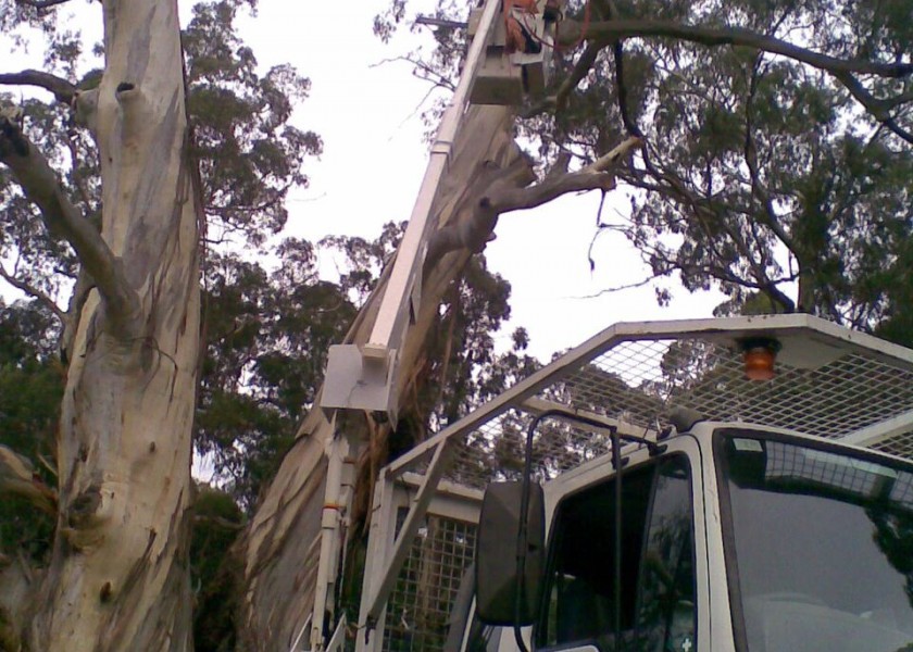 Tree removals and pruning 5