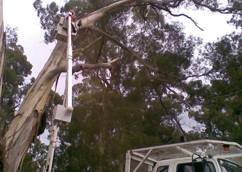 Tree removals and pruning 7