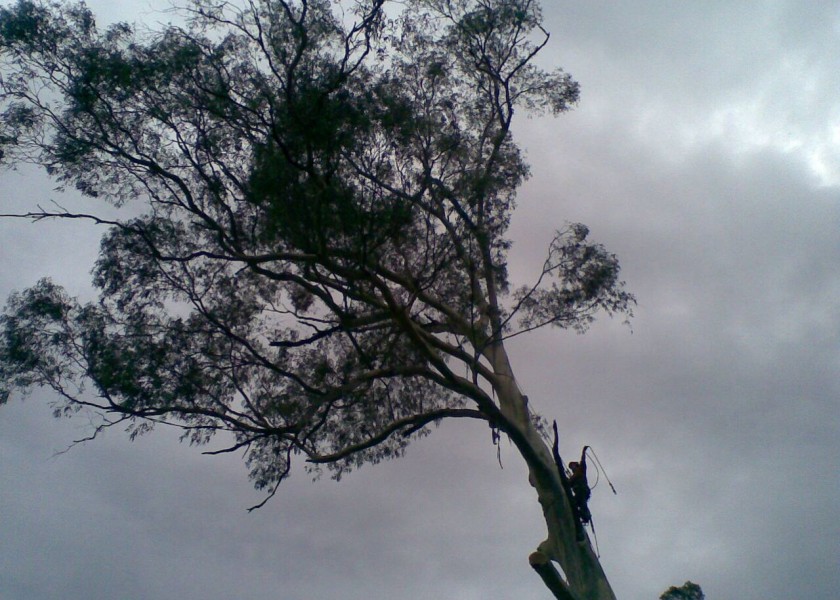 Tree removals and pruning 8