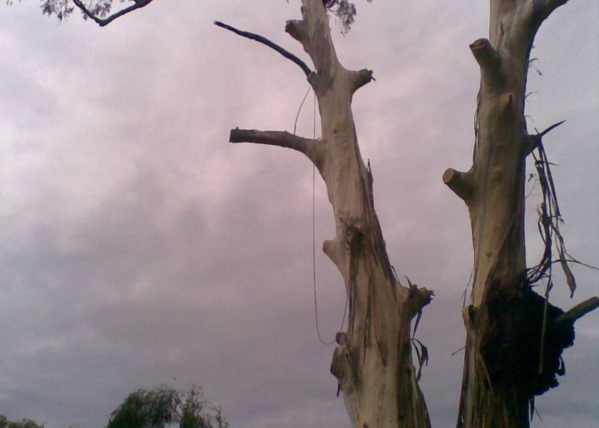 Tree removals and pruning 9