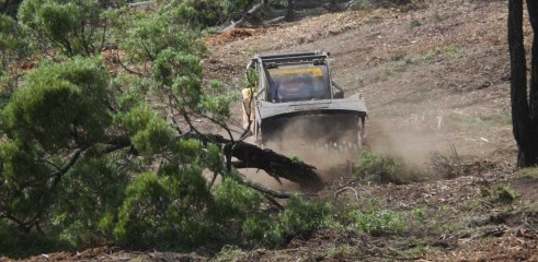 Dropping Iron Bark - Land Clearing 3