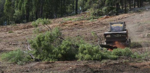 Dropping Iron Bark - Land Clearing 5