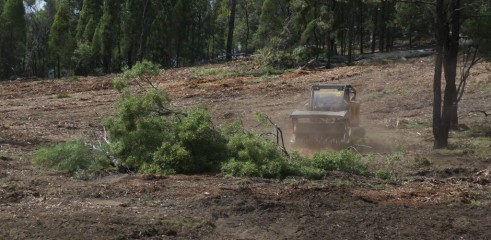 Dropping Iron Bark - Land Clearing 8