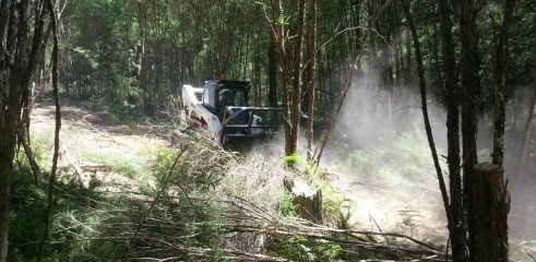 Forestry Mulching 3