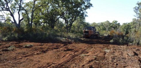 Land Clearing with Forestry Mulcher 5