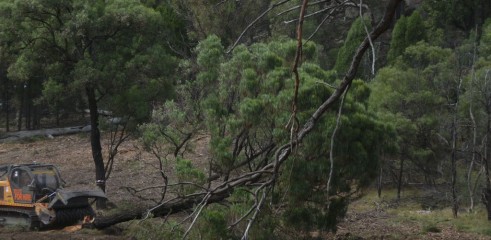 Mulching Ironbark Trees - Land Clearing 2