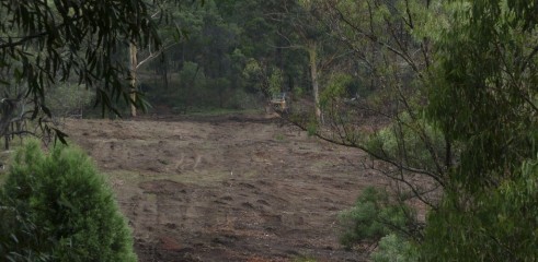 Mulching Ironbark Trees - Land Clearing 4