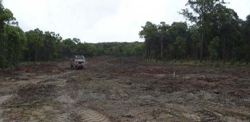 Mulching Tree - Land Clearing 13