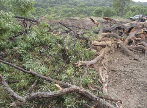 Mulching Tree - Land Clearing