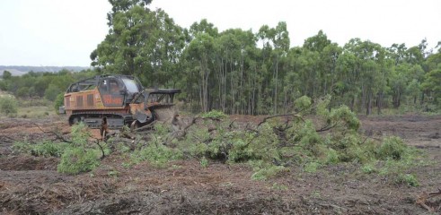 Mulching Tree - Land Clearing 5
