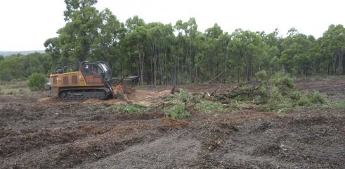 Mulching Tree - Land Clearing 7