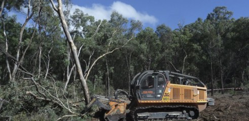Mulching Tree with 450HP Forestry Mulcher 3