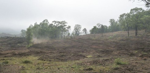 Paddock Clearing 1