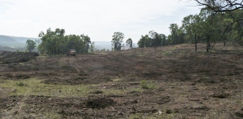 Paddock Clearing 2