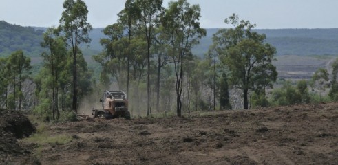 Paddock Clearing 4