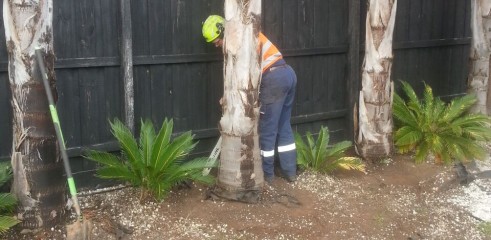 Palm tree transplants 1