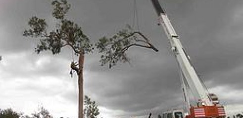 Tree Maintenance & Removal 1