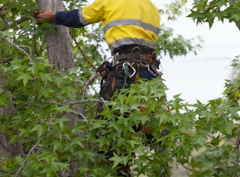 Tree Pruning Services Sydney - Prune or Trim Your Trees 
