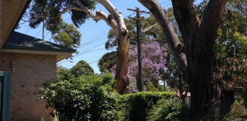 Tree Pruning Services Sydney - Prune or Trim Your Trees  2