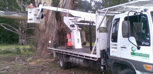 Tree removals and pruning 1