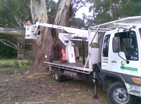 Tree removals and pruning