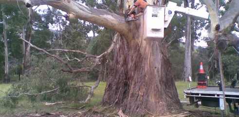Tree removals and pruning 2