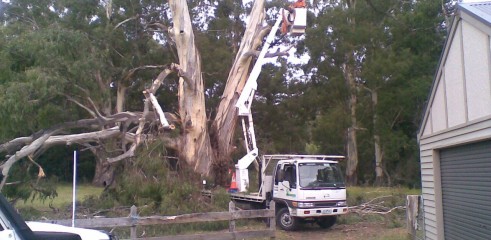 Tree removals and pruning 3