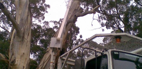 Tree removals and pruning 5